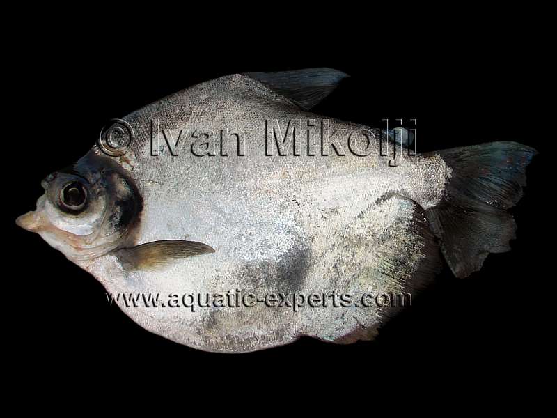 Mylossoma duriventre